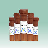 DiOC6(3) 內(nèi)質(zhì)網(wǎng)熒光探針CAS53213-82-4